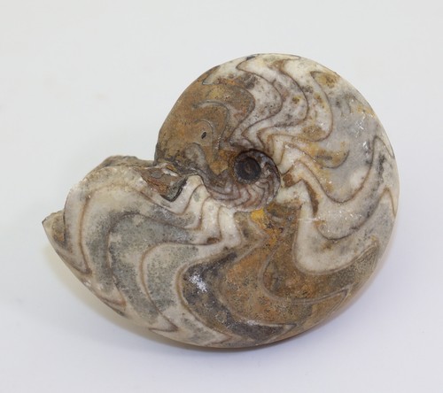Goniatit manticoceras - goniatit,,
