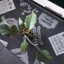 Philodendron bipinnatifidum