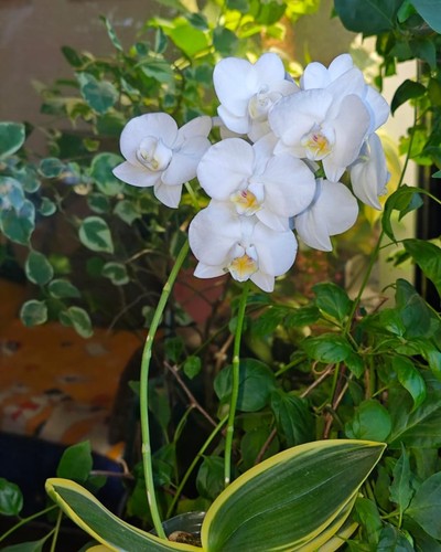 Orchidee phalaenopsis phal - orchidee,