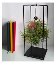 Tillandsia "Magic Ball",1 Set Tillandsien Zimmerpflanze