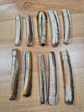 10  doppelte lange Muscheln Meeresmuscheln Strand Treibholz Nordsee 13 - 15 cm