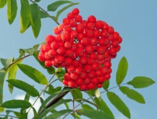 200 Samen Vogelbeere /