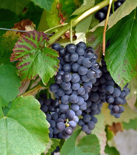 Weinrebe venus im - (kernlos),