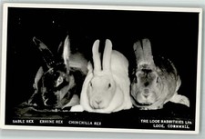 39152501 - Zucht Kaninchen Sable Rex, Ermine Rex und Chinchilla Rex - The Looe