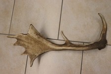 Abwurfstangen Damgeweih