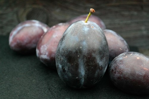 Pflaume großfruchtige