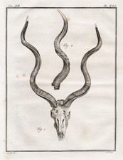 Antilope antelope Geweih