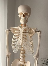Menschliches Skelett Groß, Inkl. Rollständer, 178cm