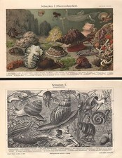 Schnecken  Meeresschnecken Lungenschnecken Weinbergschnecke  Lithographie 1908