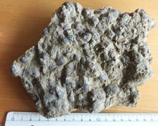 Stück Muschelkalk aus