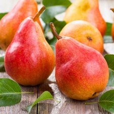 Birnenbaum Król Sobieski -