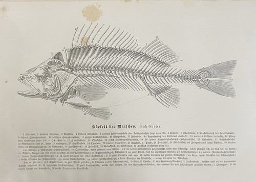 Originalgrafik fauna anatomie - originalgrafik, fauna/anatomie