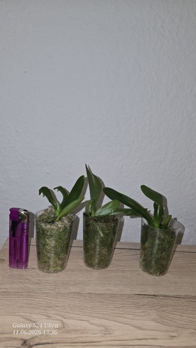 Phalaenopsis orchideen kindl - phalaenopsis,