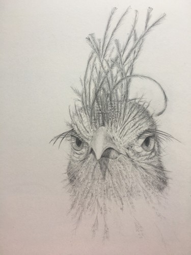 Zeichnung graphit vogel - zeichnung,