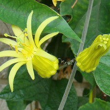 Sale3013 Passiflora Citrina gelbe Passionsblume 5 Samen Kletterpflanze