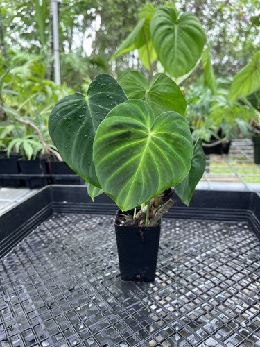 Philodendron verrucosum - philodendron,