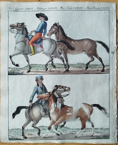 Pferde polnisches - pferde, &