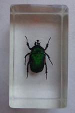 Echtes Insekt  in Acryl "