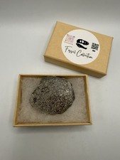 Tranche OS Fossiler Saurier