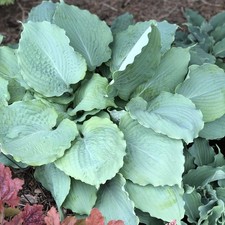 Hosta staude blattschmuck - hosta,