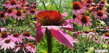 Sonnenhut Echinacea purpurea