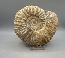 AMMONIT Fossilie Schnecke