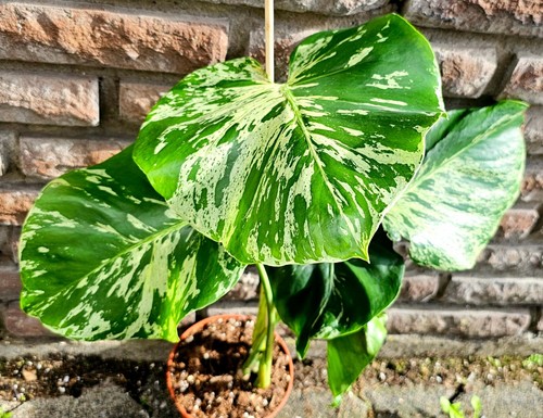 Wunderschöne große monstera - große,
