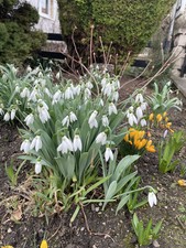 Riesen Schneeglöckchen - Galanthus Elwesii