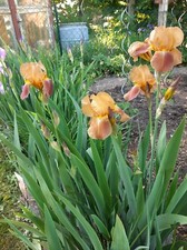 2 Rhizome Hohe Bartiris, Iris, Schwertlilie, Staude, gelb-bräunlich, winterhart