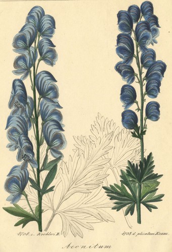 Eisenhut aconitum kochleri - eisenhut,
