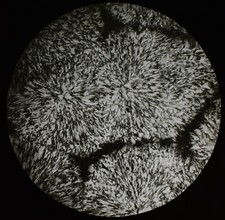 ANTIKES magisches Laternen-Dia UNIDENTIFIZIERTES EXEMPLAR NR1 UM 1900 MIKROSKOP FOTO