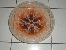 33,5 cm Art Deco WMF Ikora Glas Schale alt