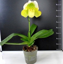 - Paphiopedilum Frauenschuhe