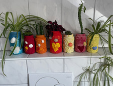 Buntnessel Dreikantige Wolfsmilch Grünlile Hauswutz Zimmerpflanze Deko Kunst