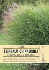 Miscanthus sinensis
