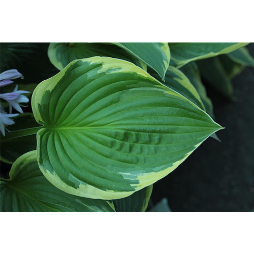 Hosta montana
