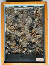 Antiker Schaukasten Lehrmodell