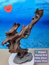 🌳 TOP Aquarium Mopani