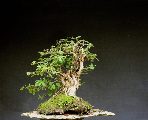 Bonsai outdoor winterhart