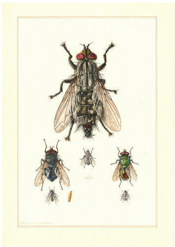 Fleischfliege sarcophagidae - fleischfliege,