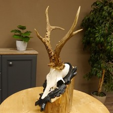 Rehgeweih HL 26,7 cm Gewicht 405 g Reh Geweih Gehörn geschnitztem Trophäenschild