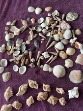 Muscheln zur Dekoration oder