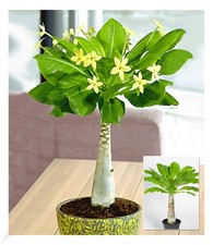 Hawaii palme pflanze - hawaii-palme,1,