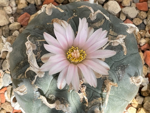 Ariocarpus spec willi 5 cm - willi, 5,5