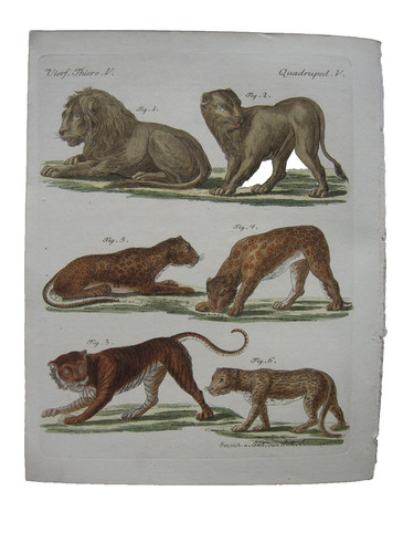 Raubtiere löwe lion - raubtiere,
