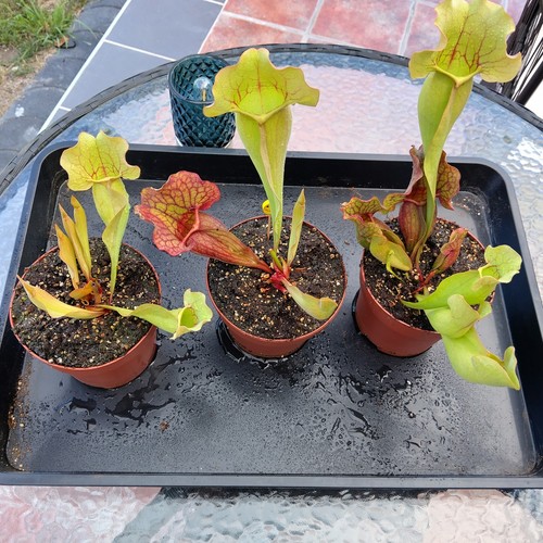 Sarracenia purpurea venosa