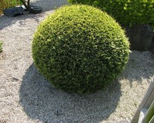 Thuja DANICA