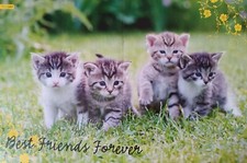 Katzen poster - poster,