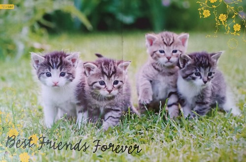 Katzen poster - -, (42x28cm)
