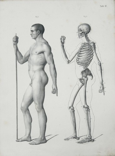Medizin anatomie anatomy - anatomie,